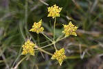 5dt50008 - Buplerum ranunculoides