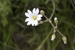 5dt50012 - Cerastium alpinum