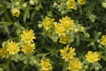 5dt50015 - Saxifraga aizoides