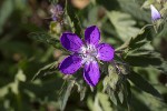 5dt50021 - Geranium sylvaticum