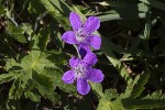 5dt50023 - Geranium sylvaticum