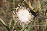 5dt50024 - Centaurea scabiosa