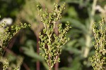 5dt50042 - Filipendula ulmaria