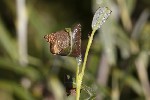5dt50046 - Caloptilia stigmatella