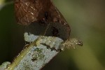 5dt50058 - Caloptilia stigmatella