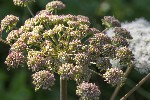 5dt50064 - Angelica syvestris