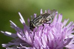 5dt50140 - Stomorhina lunata