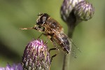 5dt50150 - Eristalis tenax