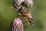5dt50169 - Eristalis tenax