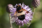 5dt50186 - Volucella pellucens