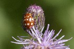 5dt50245 - Calvia quatuordecimguttata