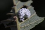 5dt50298 - Eriocampa ovata