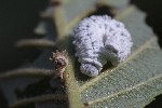 5dt50304 - Eriocampa ovata