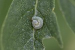 5dt50326 - Tenthredininae