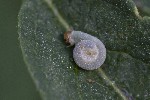 5dt50329 - Tenthredininae