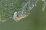5dt50349 - Tenthredininae