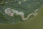 5dt50357 - Chromatomyia isicae