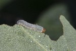 5dt50379 - Tenthredininae