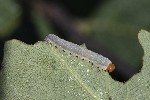 5dt50387 - Tenthredininae