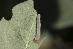 5dt50394 - Tenthredininae