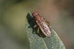 5dt50431 - Pherbellia albocostata