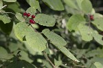 5dt50449 - Lonicera xylosteum