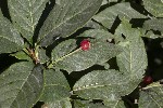 5dt50452 - Lonicera alpigena