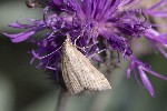 5dt50461 - Crocota tinctaria
