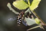5dt50463 - Scaeva pyrastri