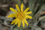 5dt50472 - Tragopogon pratensis