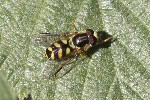 5dt50478 - Dasysyrphus albostriatus