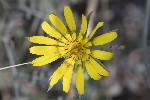 5dt50484 - Tragopogon dubius