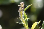 5dt50570 - Chamerion angustifolium