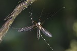 5dt50576 - Tipula (Yamatitpula) sp.