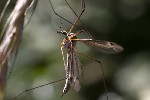 5dt50591 - Tipula (Yamatitpula) sp.