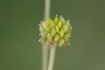 5dt50660 - Ranunculus acris
