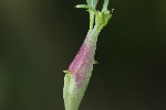 5dt50683 - Mompha sturnipennella
