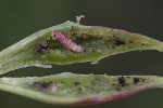 5dt50714 - Mompha sturnipennella