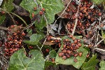 5dt50759 - Pyrrhocoris apterus