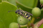 5dt50767 - Eumenes sp.