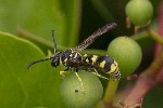 5dt50780 - Eumenes sp.