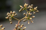 5dt50794 - Parthenocissus quinquefolia