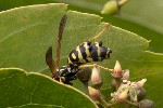 5dt50802 - Polistes dominula