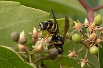 5dt50822 - Polistes dominula