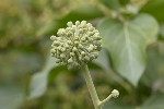 5dt50847 - Hedera helix