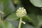 5dt50849 - Hedera helix