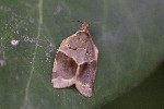 5dt50852 - Clepsis dumicolana