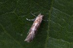 5dt50875 - Cameraria ohridella