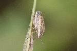 5dt50893 - Aelia acuminata