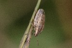 5dt50894 - Aelia acuminata